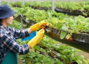5 Cara Bertanam Hidroponik Yang Benar Agar Mendapat Hasil Sempurna
