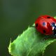 Kumbang Dapat Mendeteksi Keberadaan Musuh Menggunakan, ini Jawabannya
